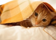 开云体育登录-绝境双雄，C罗关键先生本色，加纳末节奇迹带走丹麦