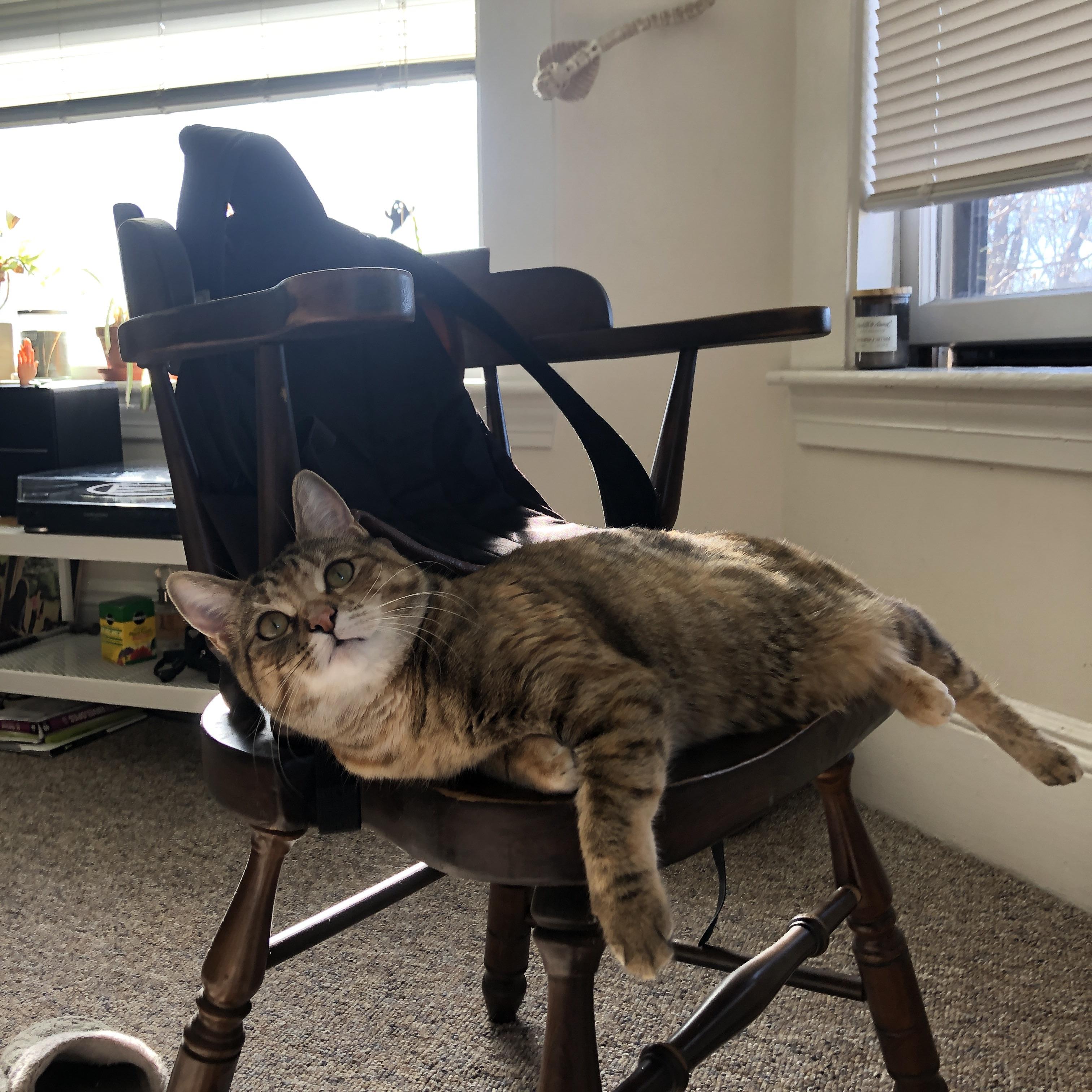 当紫金军团遇见浙江旋风,塔图姆纪录夜背后的篮球全球化叙事