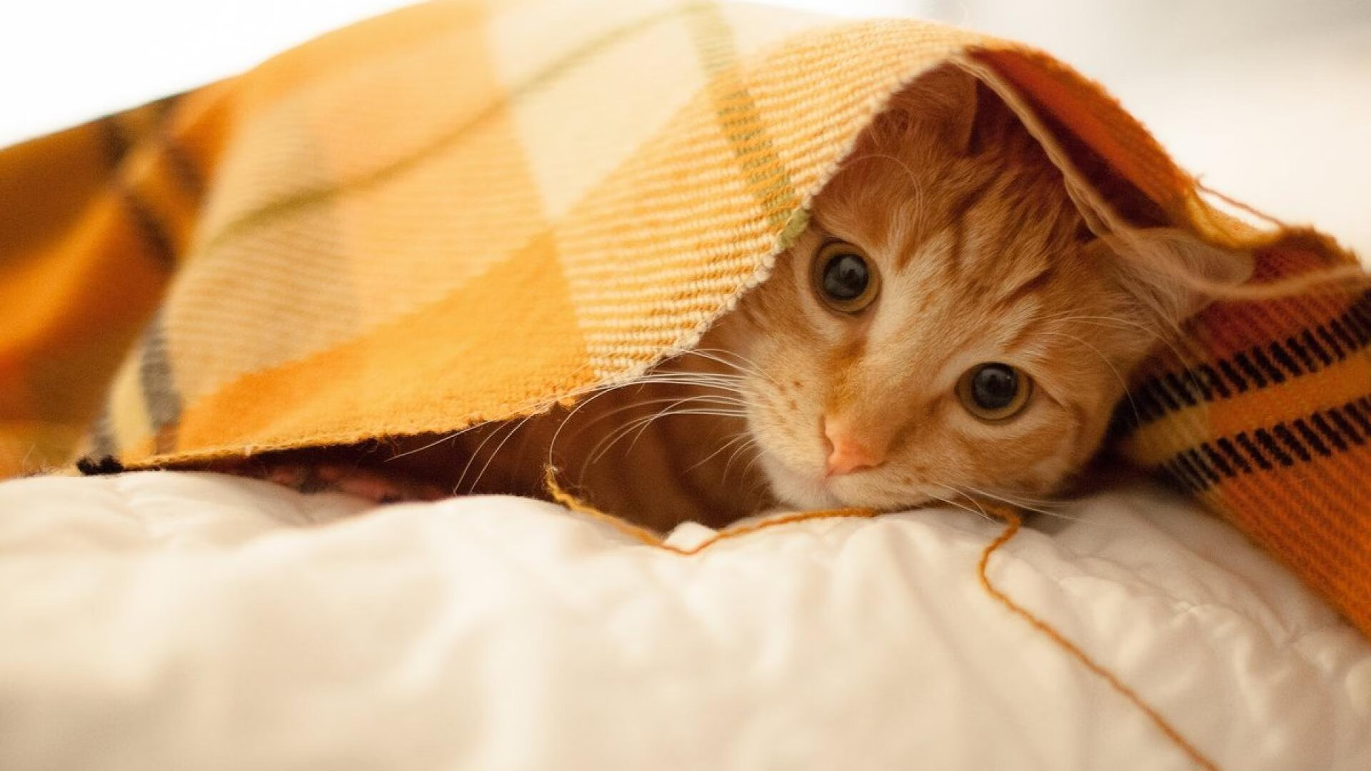 绝境双雄,C罗关键先生本色,加纳末节奇迹带走丹麦